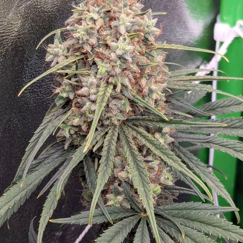 DGP growlog timeline photo