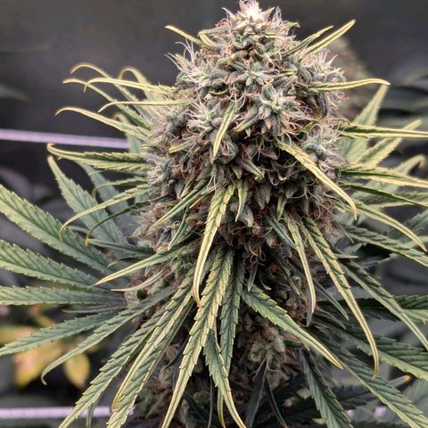 DGP growlog timeline photo