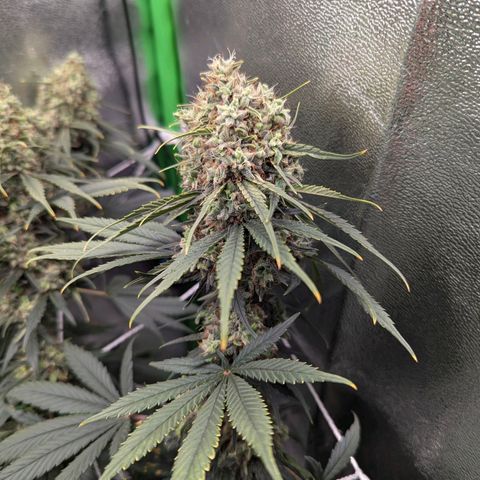 DGP growlog timeline photo