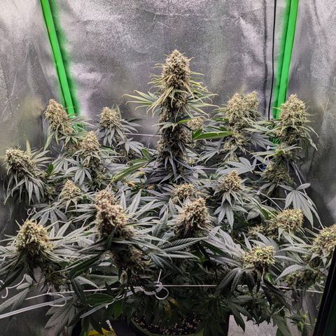 DGP growlog timeline photo
