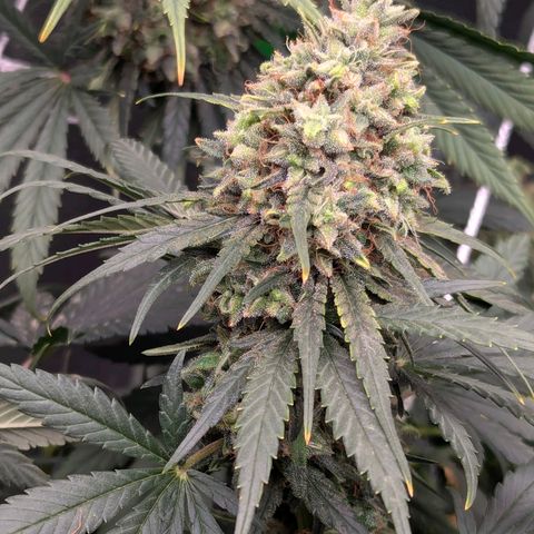 DGP growlog timeline photo