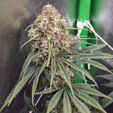 DGP growlog timeline photo