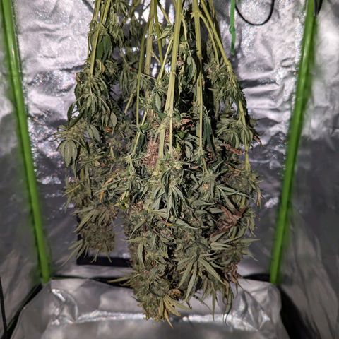 DGP growlog timeline photo