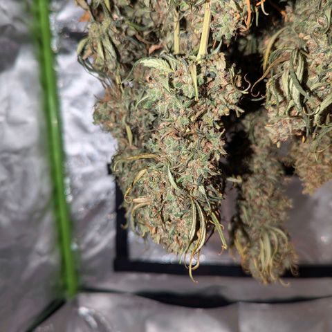 DGP growlog timeline photo