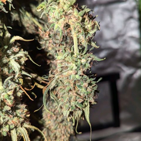 DGP growlog timeline photo