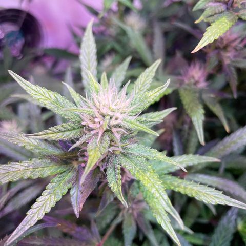 Trigger growlog timeline photo