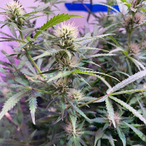 Trigger growlog timeline photo