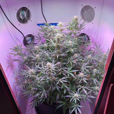 Trigger growlog timeline photo