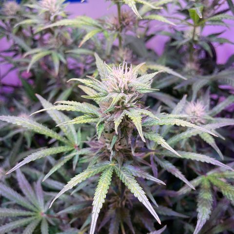 Trigger growlog timeline photo
