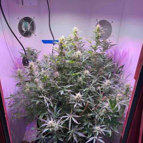 Trigger growlog timeline photo