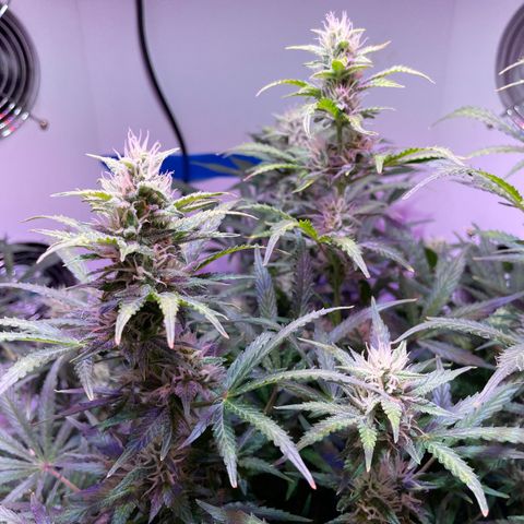 Trigger growlog timeline photo