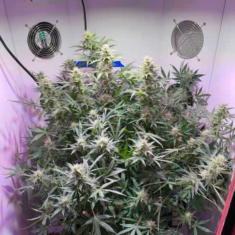 Trigger growlog timeline photo