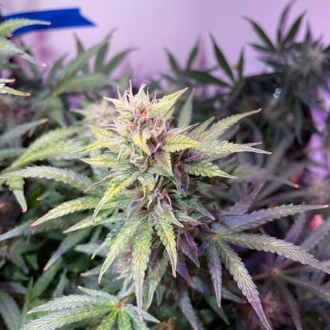 Trigger growlog timeline photo