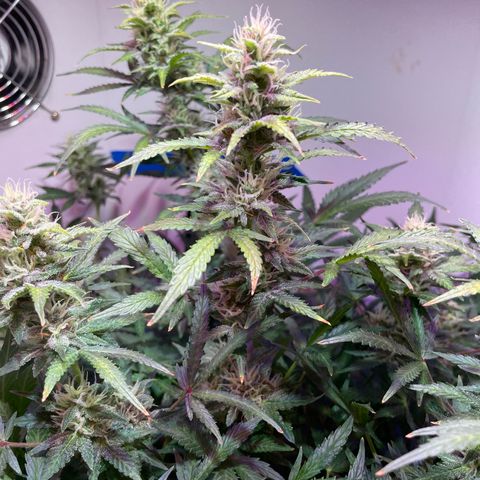 Trigger growlog timeline photo
