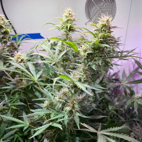 Trigger growlog timeline photo