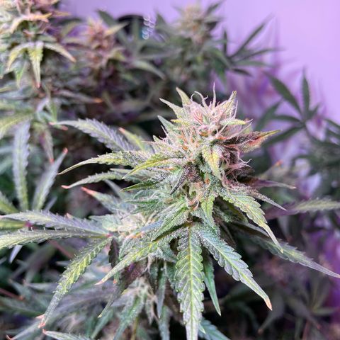Trigger growlog timeline photo