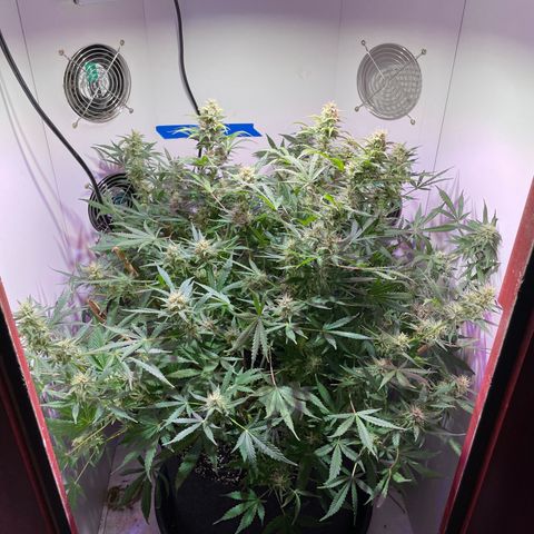 Trigger growlog timeline photo