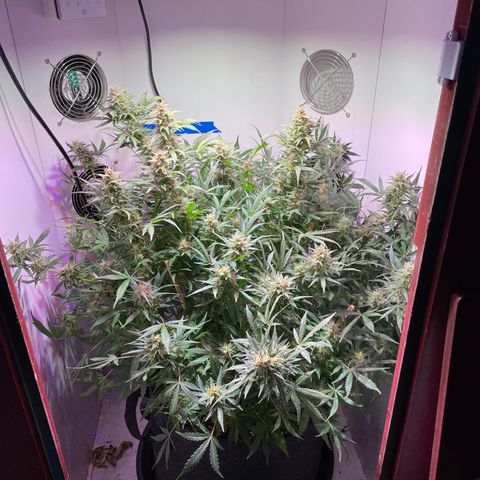 Trigger growlog timeline photo