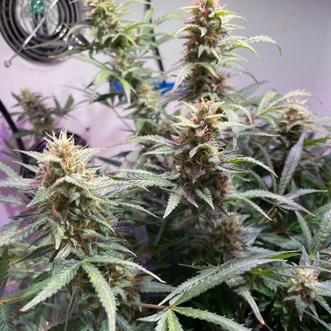 Trigger growlog timeline photo