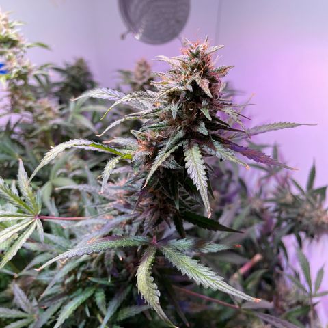 Trigger growlog timeline photo
