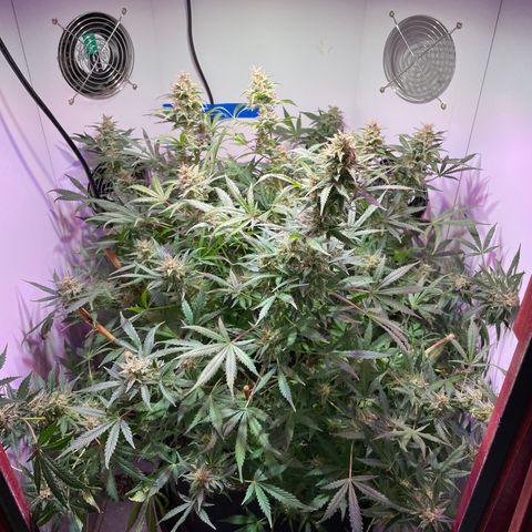 Trigger growlog timeline photo
