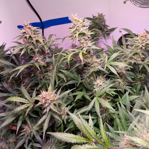 Trigger growlog timeline photo