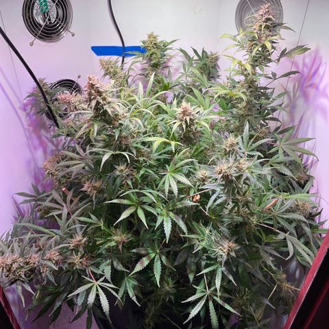 Trigger growlog timeline photo