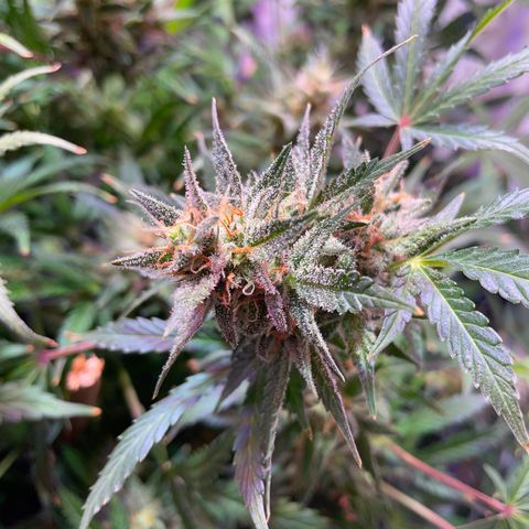 Trigger growlog timeline photo