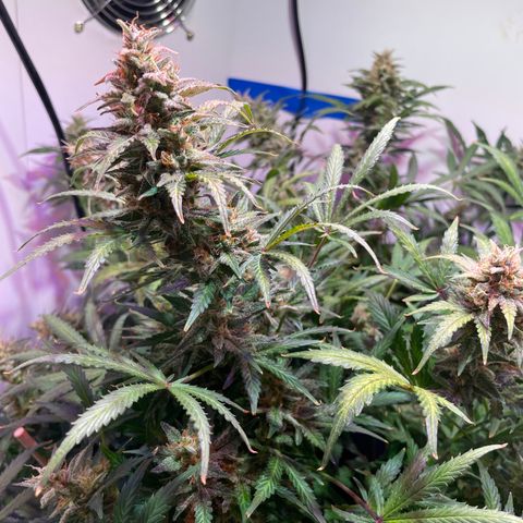 Trigger growlog timeline photo
