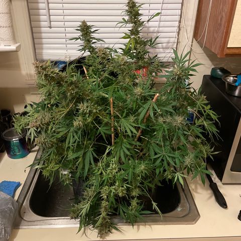 Trigger growlog timeline photo