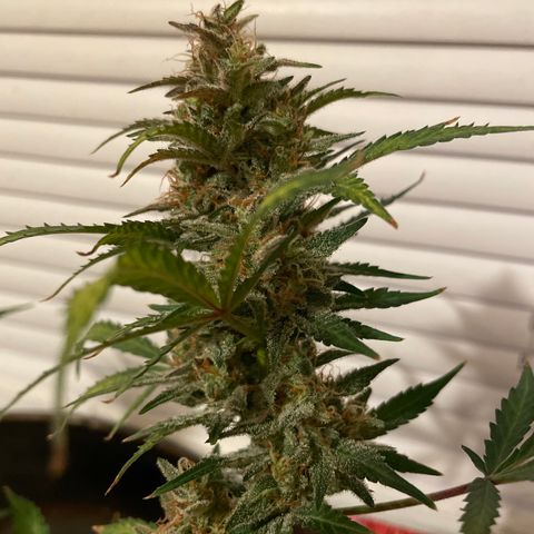 Trigger growlog timeline photo