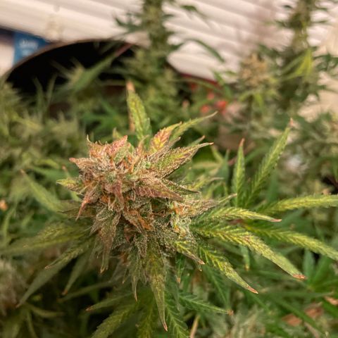 Trigger growlog timeline photo
