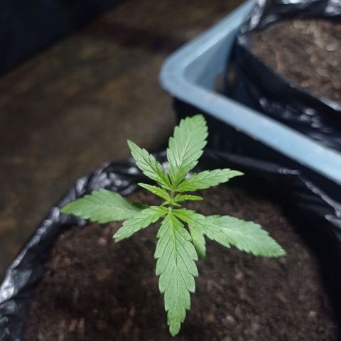 Cheff_Nothing growlog photo: #8