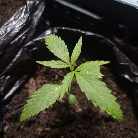 Cheff_Nothing growlog photo: #7