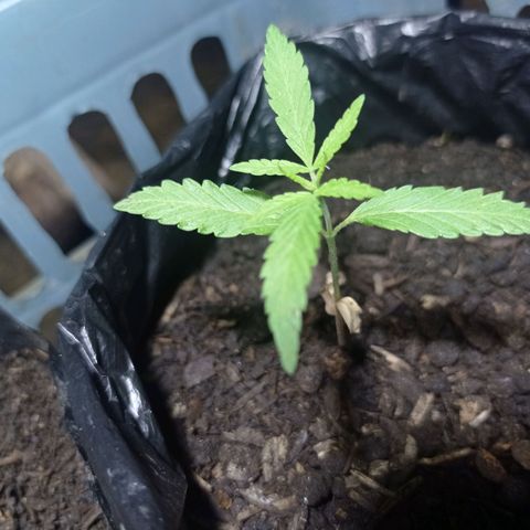 Cheff_Nothing growlog photo: #6