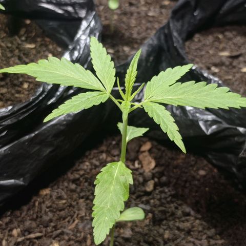 Cheff_Nothing growlog photo: #3