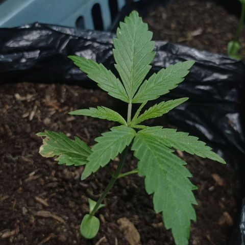 Cheff_Nothing growlog photo: #1
