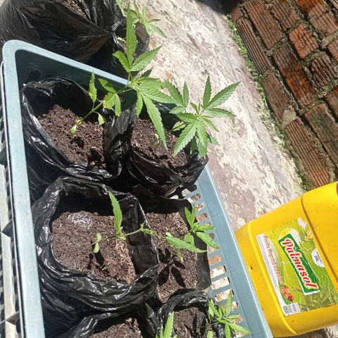 Cheff_Nothing growlog timeline photo