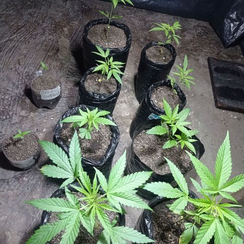 Cheff_Nothing growlog timeline photo