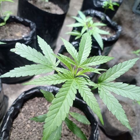 Cheff_Nothing growlog photo: #8