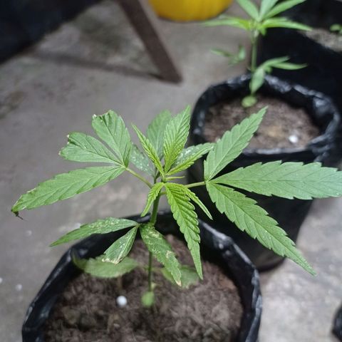 Cheff_Nothing growlog photo: #7