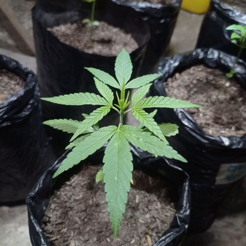 Cheff_Nothing growlog photo: #6