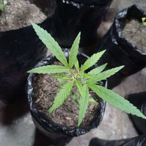 Cheff_Nothing growlog photo: #5