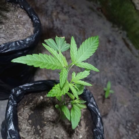 Cheff_Nothing growlog photo: #4