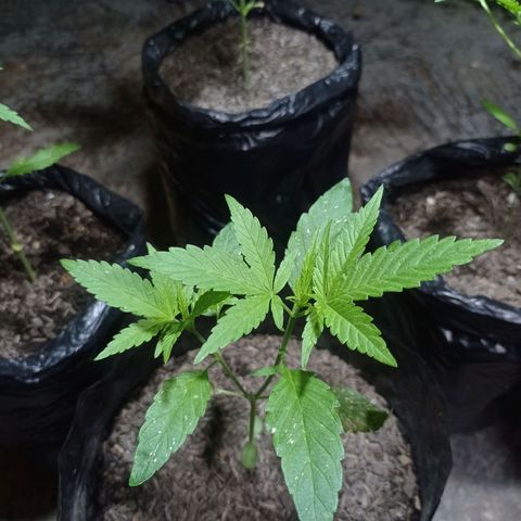 Cheff_Nothing growlog photo: #3