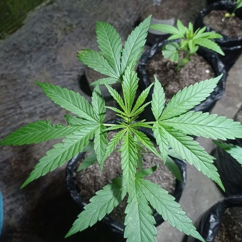 Cheff_Nothing growlog photo: #2