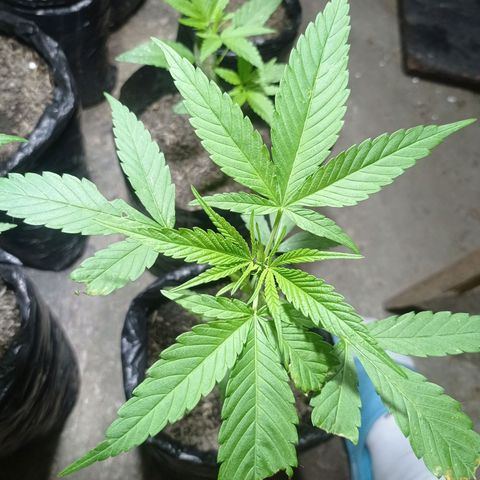 Cheff_Nothing growlog photo: #1