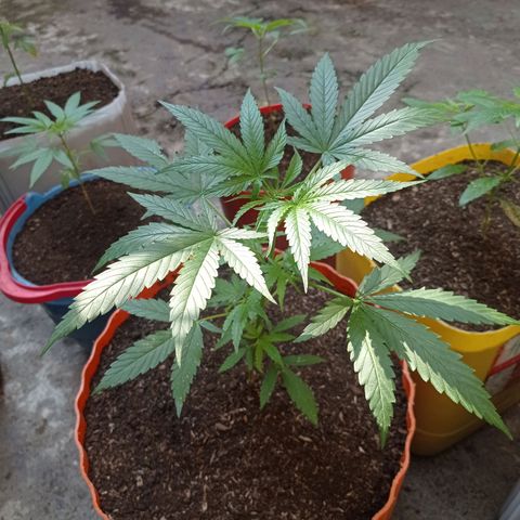 Cheff_Nothing growlog photo: #1