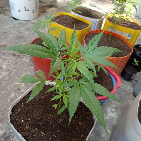 Cheff_Nothing growlog photo: #2