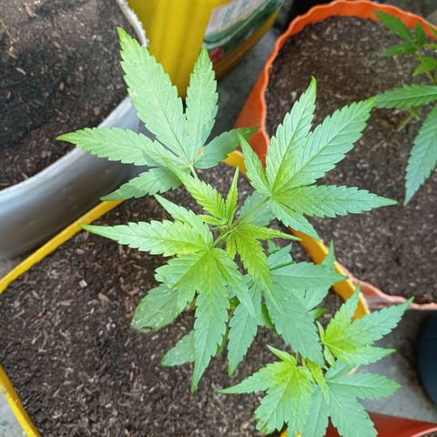 Cheff_Nothing growlog photo: #3